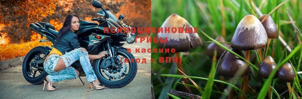 индика Белоозёрский